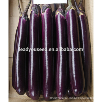 ME10 Huifeng high temperature resistance hybrid eggplant seeds